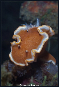 Brown margin glossodoris by Nonna Pokras 